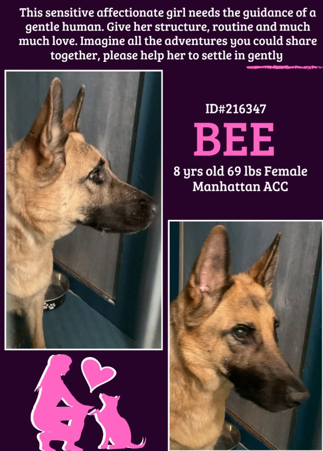 NMBewitched's tweet photo. Is this your dog?
Bee
New Intake #NYCACC
https://t.co/0oxiVVvQJ5
#AdoptMe #RescueMe #FosterMe
Poor Bee
#SaveOurSeniors
Found stray, shocked to be in a cage
Looking 4 her family as she sits waiting
Abandonment her worst nightmare
We need a plan to get her out https://t.co/LfFHEkyUAS