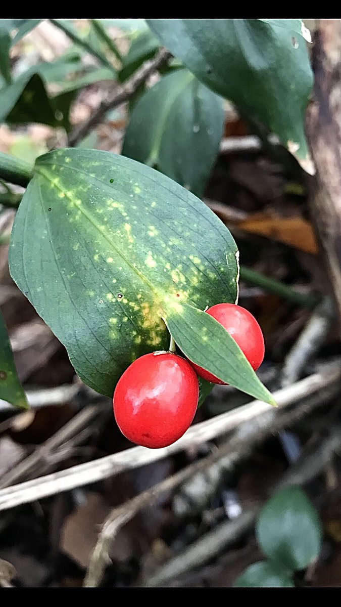 ErTacettin's tweet photo. #tavşankirazı #öğretmenyakası
#ruscus hypoglossum https://t.co/S1a6p7RZEJ