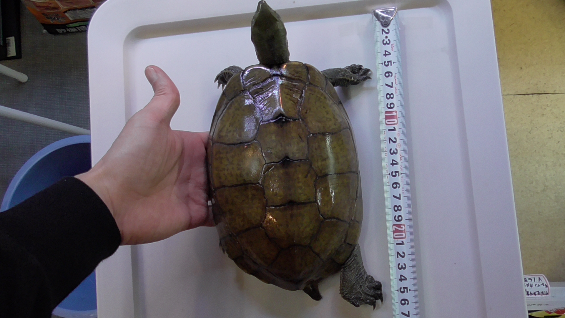 亀さん 楽天市場】【10月14日20時〜17日9時59分まで全品ポイント2倍