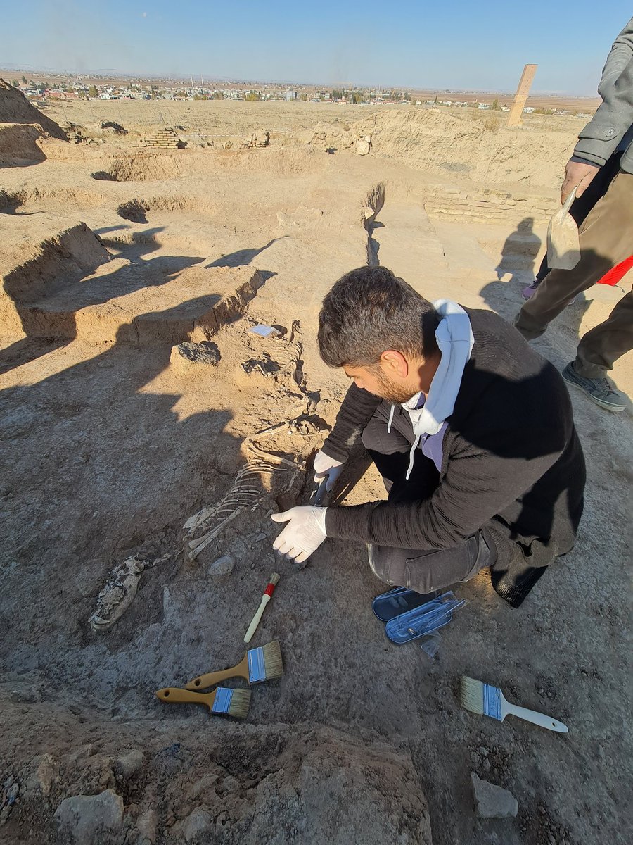 Köpek Gömüleri: Kültür ve Turizm Bakanlığı, Geleceğe Miras Projesi kapsamında yapılmakta olan Harran Höyük kazısında köpek gömülerine rastlandı. Ritüel izlerinin de görülmesi şifa tanrıçası Gula'yı hatırlatıyor.