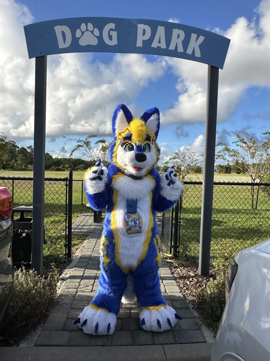 ImprezaTheWolf's tweet photo. It's #FursuitFriday again!! 💙💛✨️
#mascot #cosplay #furryfandom #furrycommunity #floridafur #floridafurry #floridafurries #subie #subawoo #subuwu #Subaru #furmeet #furmeets #furryfandom #furryczsk #fursuiter #fursona #fursuit #Florida #daytona #daytonabeach #subaruofdaytona https://t.co/18JF7ZpYOA