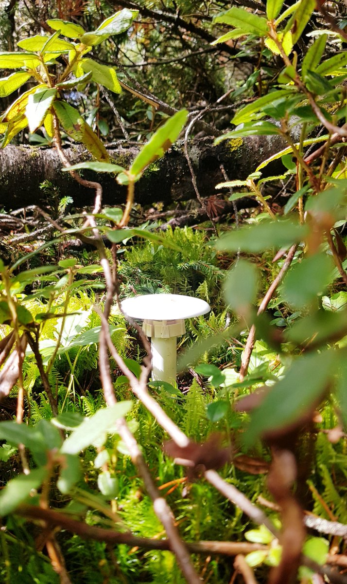 Curious how forest microclimate and soil microbes drive carbon cycling in a changing climate? 🌡️🌳🍄We're offering a 4-year PhD position <a href="/mycopat/">Mycopat</a>, SLU-Uppsala. A cool new project in collaboration with
Caroline Greiser. Apply now or help spread the word!
slu.se/en/about-slu/w…
