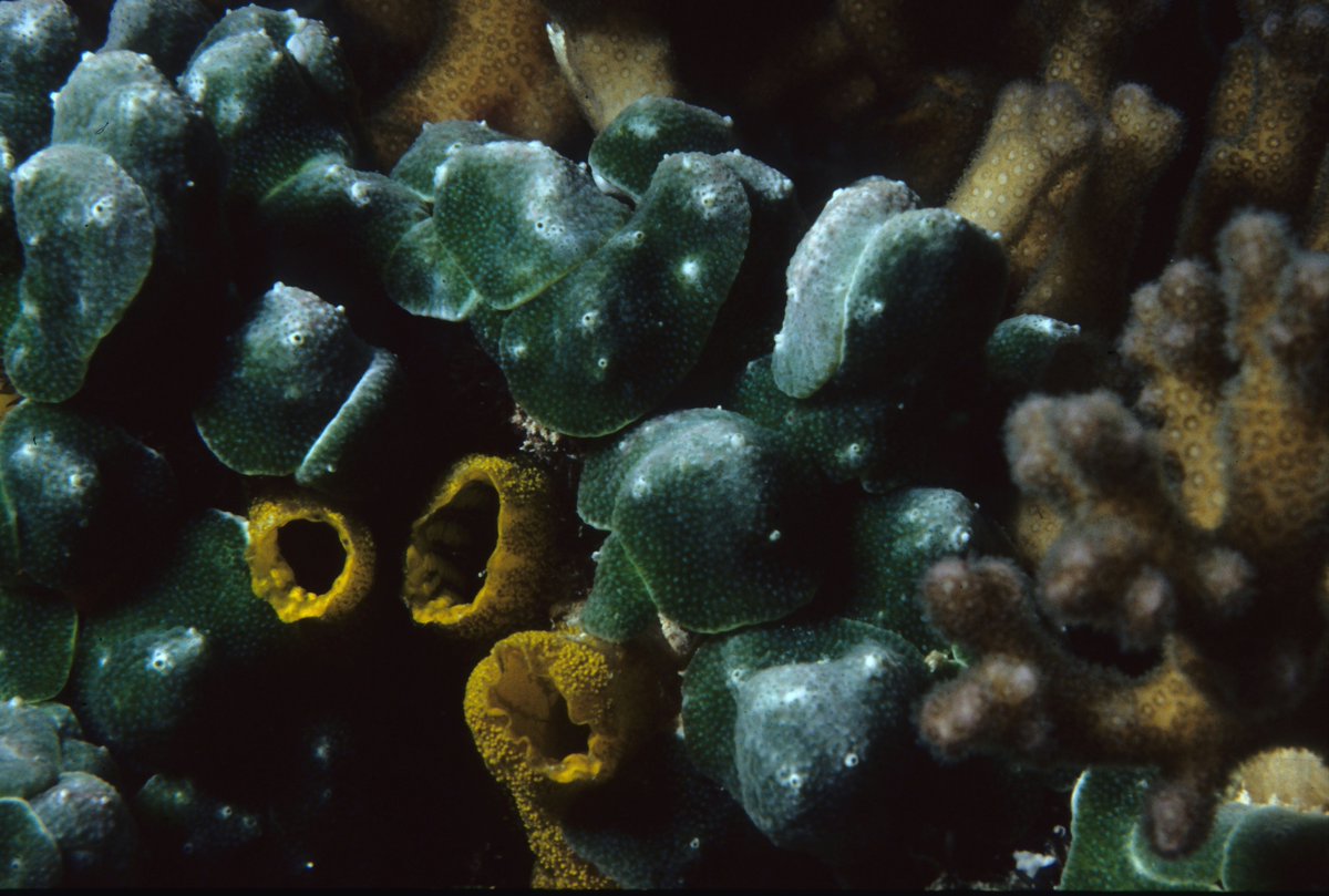 UiB Ocean / SDG Bergen (@sdgbergen) on Twitter photo Tuesday 17/12 we welcome you to a special event on deep-sea research <a href="/UiB/">Universitetet i Bergen</a>. Organised by @ed_nedelciu & <a href="/sodronen/">sverre ole drønen</a> w/ speakers from across disciplines. The event is hybrid. <a href="/FjordJoxo/">João Bettencourt</a> PROGRAMME & REGISTRATION 👉 shorturl.at/7oRSw Tuesday 17/12 we welcome you to a special event on deep-sea research <a href="/UiB/">Universitetet i Bergen</a>. Organised by @ed_nedelciu & <a href="/sodronen/">sverre ole drønen</a> w/ speakers from across disciplines. The event is hybrid. <a href="/FjordJoxo/">João Bettencourt</a> PROGRAMME & REGISTRATION 👉 shorturl.at/7oRSw