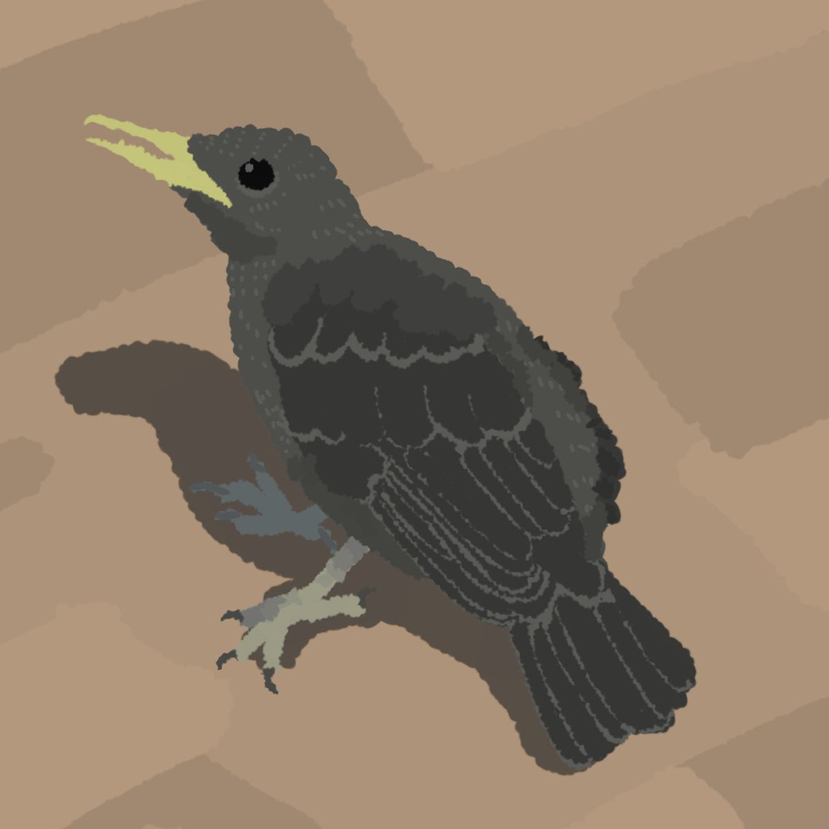 イソヒヨドリの雛