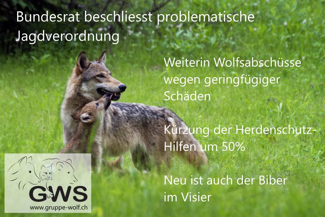 WolfSchweiz's tweet photo. #Bundesrat beschliesst problematische #Jagdverordnung:
Weniger Geld für #Herdenschutz, schnellerer Abschuss vom #Biber, #Wolfsabschüsse wegen gerinfügiger Schäden. Mehr unter: 
https://t.co/TvAjLrbawL https://t.co/QM52sfrwq2