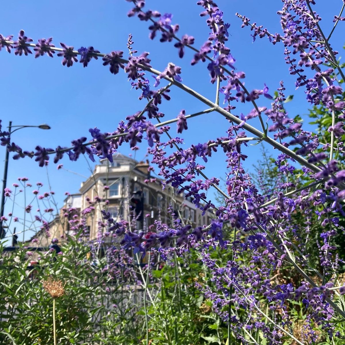 It's so grey out there today that we wanted to share a memory of what sunnier weather looks like! Throwback to a jollier time at the Vicar's Oak flowerbeds ☀ 💜