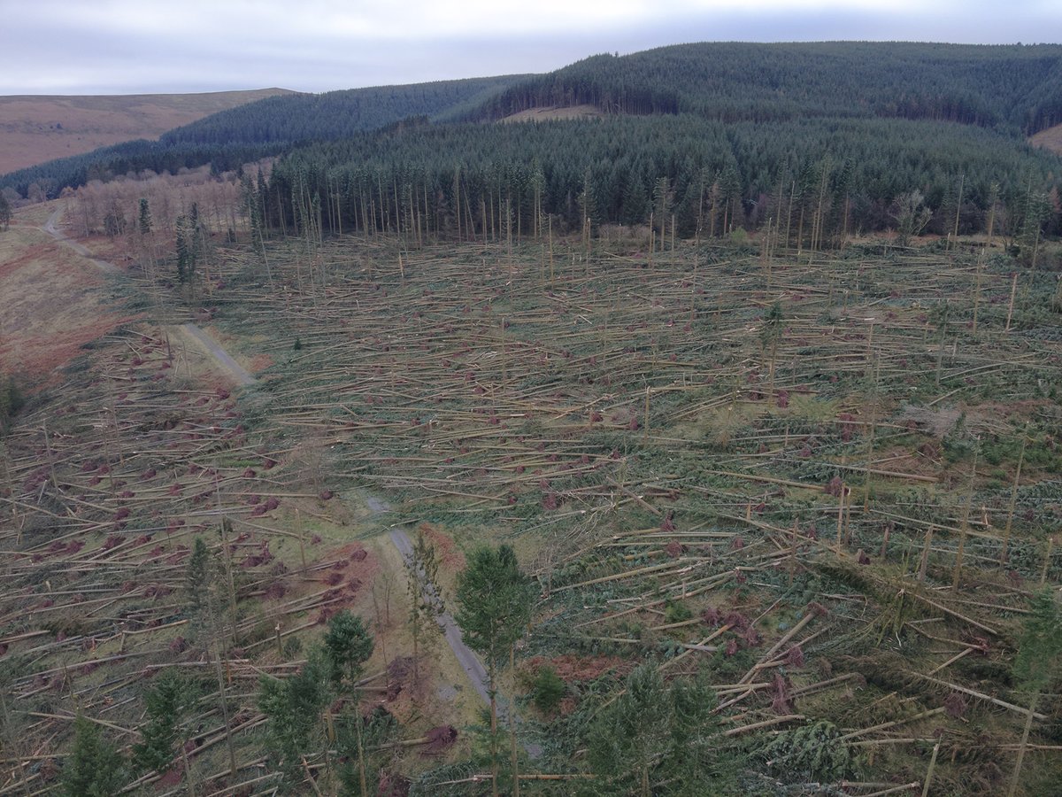 ⚠️ We're currently advising you not to travel to our forests and nature reserves.

Following Storm Darragh, many kilometres of forest roads, walking trails and mountain bike routes are obstructed by fallen trees and branches.

👉 orlo.uk/aOm7H