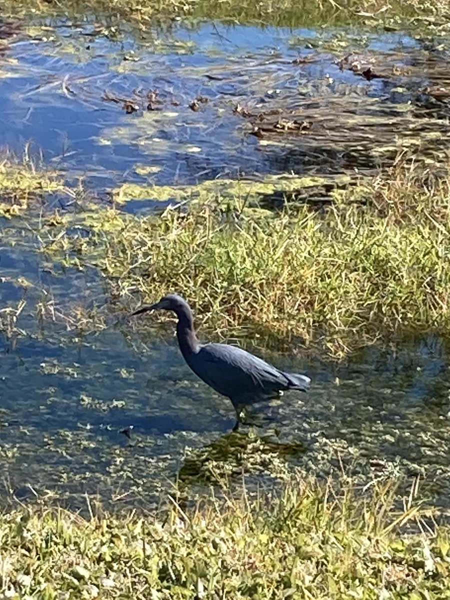 BenWaggonerAuth's tweet photo. Things near my #Florida #garden that make me #happy:
A little blue #egret (#Egretta #caerulea) getting his #breakfast from a nearby retention pond. I should upgrade my phonecam and #write more #birds into my #shortstories. #Read them for #free here: https://t.co/EZ8GAU1LL3 https://t.co/xm9uK1UjTD