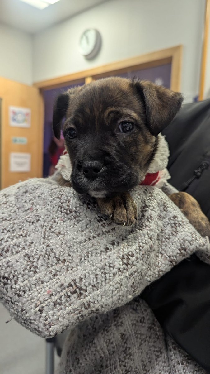 Huge congrats to our Eco Committee for such a successful Christmas appeal for <a href="/ScottishSPCA/">Scottish SPCA 🐾</a> 🎅✨️ our SSPCA group also raised £76 in a bakesale that will be used to sponsor a shelter space 🐶🐱🐿🐦🦔 We even had a special visitor, Aya 🐶 
Special thanks to Dr Gibson 🤩
