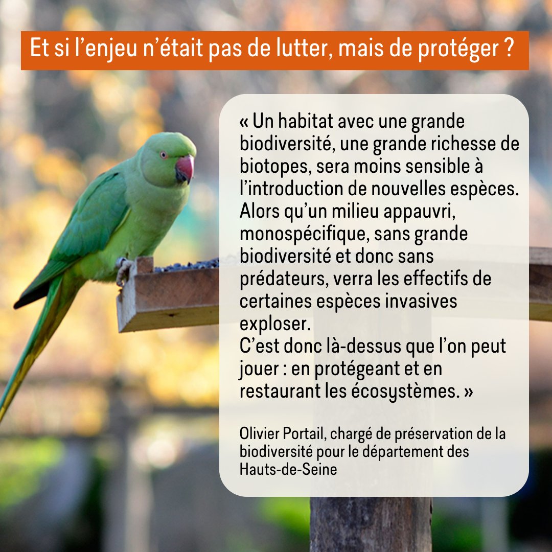 France Nature Environnement Île-de-France (@fneidf) on Twitter photo 🦜 Originaire d'Asie, échappée des cargaisons d'Orly dans les années 70, on compte aujourd'hui 8 000 individus en Ile-de-France selon la <a href="/LPO_IledeFrance/">LPO Ile-de-France</a> .
Classée comme “espèce exotique envahissante”, est-elle vraiment une menace pour la biodiversité ? ⤵️ 🦜 Originaire d'Asie, échappée des cargaisons d'Orly dans les années 70, on compte aujourd'hui 8 000 individus en Ile-de-France selon la <a href="/LPO_IledeFrance/">LPO Ile-de-France</a> .
Classée comme “espèce exotique envahissante”, est-elle vraiment une menace pour la biodiversité ? ⤵️