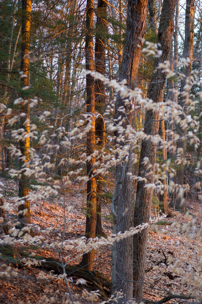 gofingerlakes's tweet photo. 🌲 The Ellis Hollow Nature Preserve, located on the northern hillside of the Ellis Hollow valley, just east of Ithaca, Tompkins Co.

🌞 Learn more at Go Finger Lakes: https://t.co/JvSquqKZI2
❄ Photos by Brian Maley
#flx #fingerlakes #conservation https://t.co/K8ff74hp7A