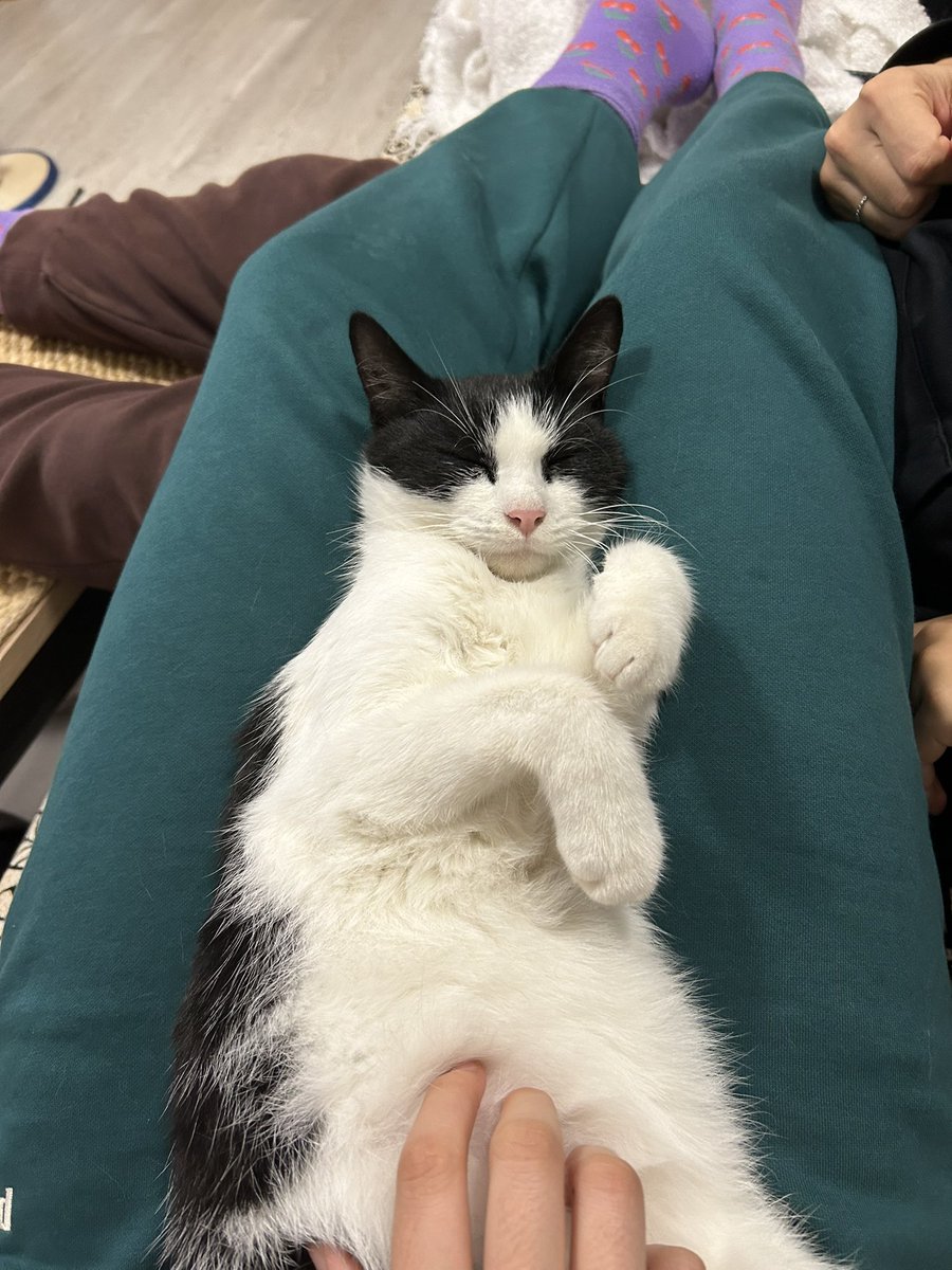 Pauginzo's tweet photo. ¿Me ayudáis a encontrar una familia para Sangui? 
Es un superviviente de la DANA. 
Es un macho de año/año y medio, castrado y muy cariñoso. 
Buscamos adopción responsable donde le den mucho amor y puede viajar a cualquier parte de España 🙏🏻♥️ https://t.co/XhuMtufscw