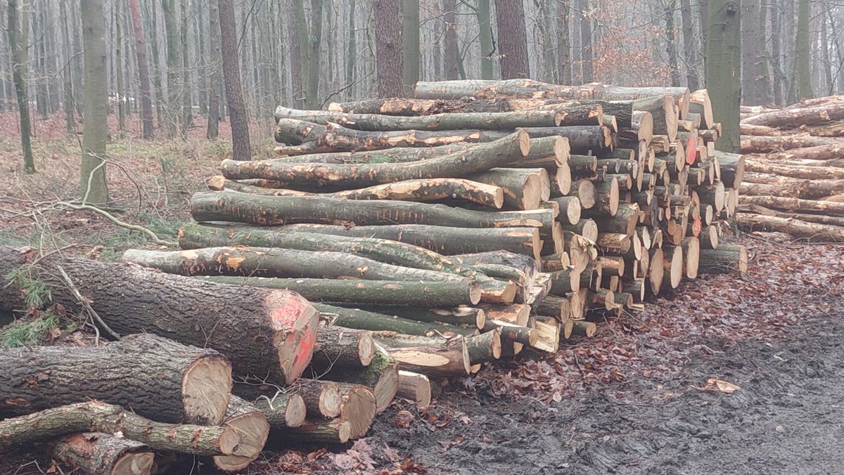 AkcjaK's tweet photo. Tenczynek. #LasyAntySpołeczne
Lasy społeczne idą pod topór... Zwracamy się do @MKiS_GOV_PL o moratorium na wycinki. Stop wycinkom do momentu osiągnięcia porozumienia i ustanowienia lasów społecznych!
@DorozalaMikolaj @hennigkloska @donaldtusk @ko_klub obiecaliście!! https://t.co/lytPYLCqfj