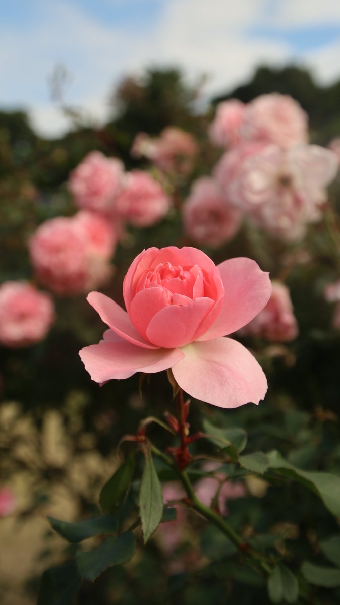 Kenji 🌸 delivering flowers every day 🌸 🐦 tweet media