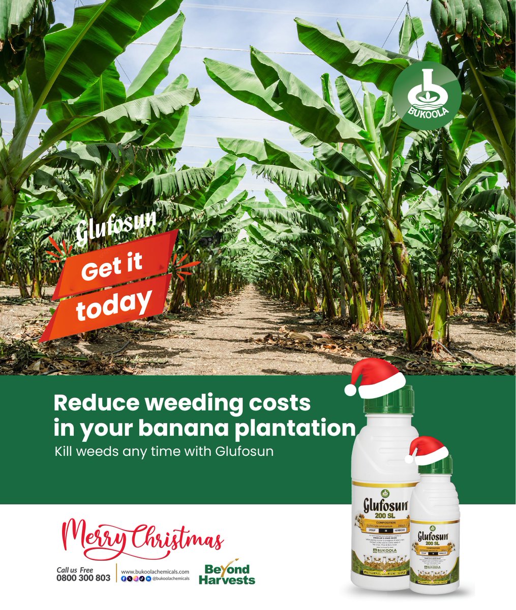 BukoolaChemical's tweet photo. Weeding your banana plantation doesn’t have to be very expensive. Use Glufosun in your banana fields and save big on labor. Get Glufosun from your nearest agro inputs shop today.
#BukoolaChemicals #Agricinputs #WeedControl #Glufosun https://t.co/Cvjf0WD7bw