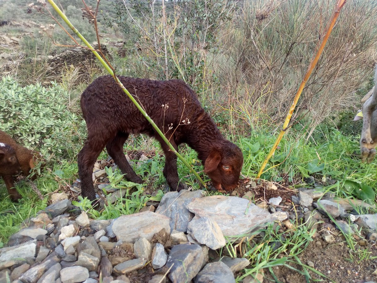 masdelasenyora's tweet photo. @xaiecologic Les parentes de la costa van eixamplant pastures.
#guirra #sudat #roges https://t.co/ndOQ5POVIB