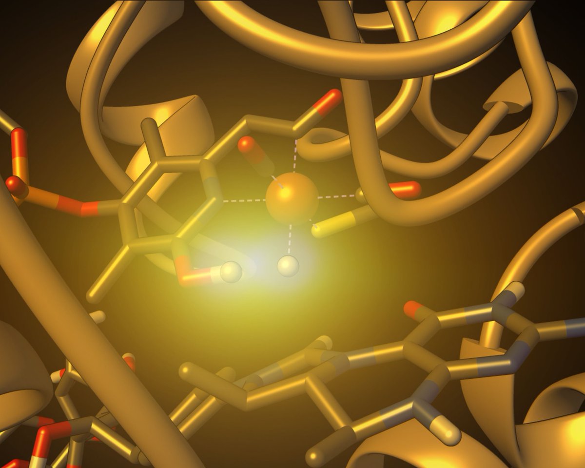 A research team, including scientists from our institute, used a chemical peculiarity of hydrogen to amplify the signals of magnetic resonance spectroscopy. They were able to visualize previously unknown intermediate steps in the conversion of hydrogen. ⬇️
mpinat.mpg.de/4867907/rn_2405