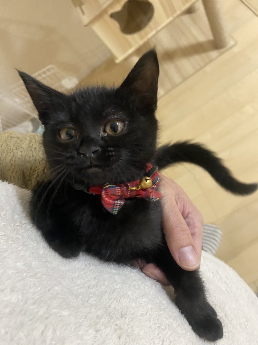 まったりモフモフたいむ🐈‍⬛お家に帰ってすりすりされる為に1週間頑張れた！！ただいま〜

#黒猫 #保護猫 #猫好きさんと繋がりたい  #無言フォロー大歓迎