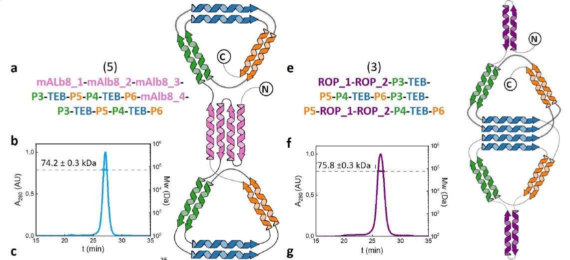 In our new paper we extended modules for building  protein polyhedral cages from coiled-coil (CC) dimers to tetrameric CCs. This introduced many new topological possibilities and allowed assembly of dimeric cages. 
onlinelibrary.wiley.com/doi/10.1002/an… 🧵
