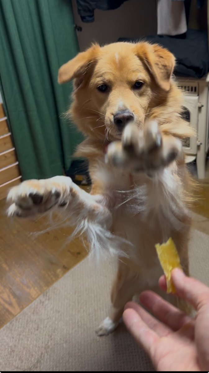 干し芋よこせ🐾