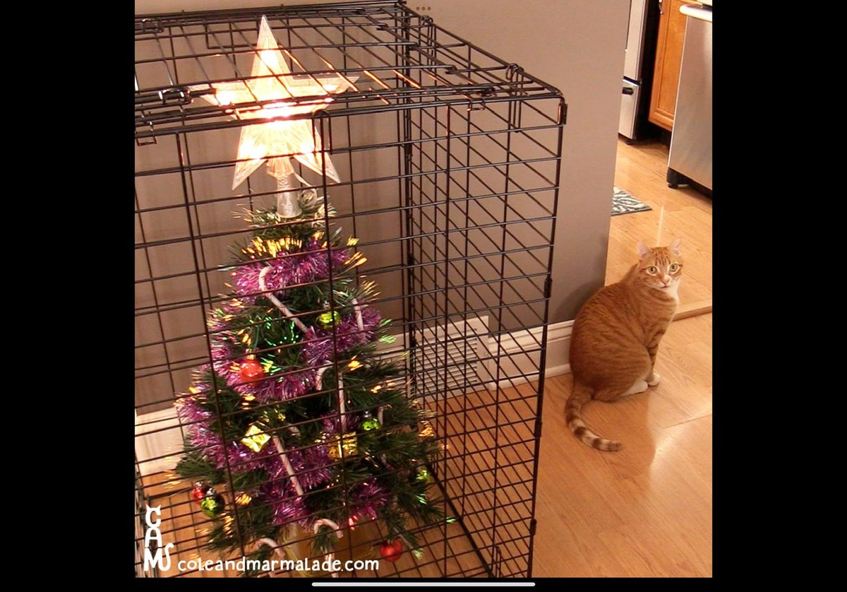FlavellG's tweet image. #CatsOfChristmas