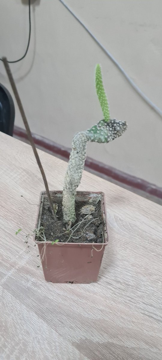 Хто розуміється на рослинках, підкажіть як називається Микитка?
#квіти #рослини