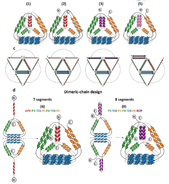rjerala's tweet photo. In our new paper we extended modules for building  protein polyhedral cages from coiled-coil (CC) dimers to tetrameric CCs. This introduced many new topological possibilities and allowed assembly of dimeric cages. 
https://t.co/xtpYzKTawC 🧵 https://t.co/ZYbMtOpzx9