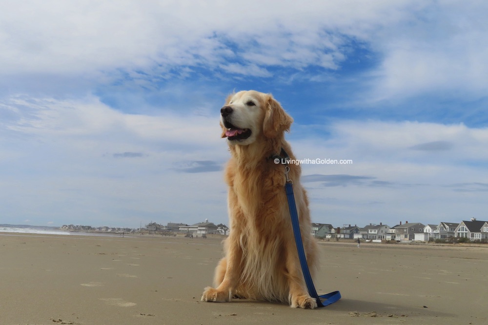 MaineGolden's tweet photo. Chuck Billy, the renowned dog ufologist, intrepid explorer, and best brother & friend, has set off on his grandest adventure.
January 30, 2012 ~ December 12, 2024 ❤️🌈 https://t.co/Pzxm01nRup