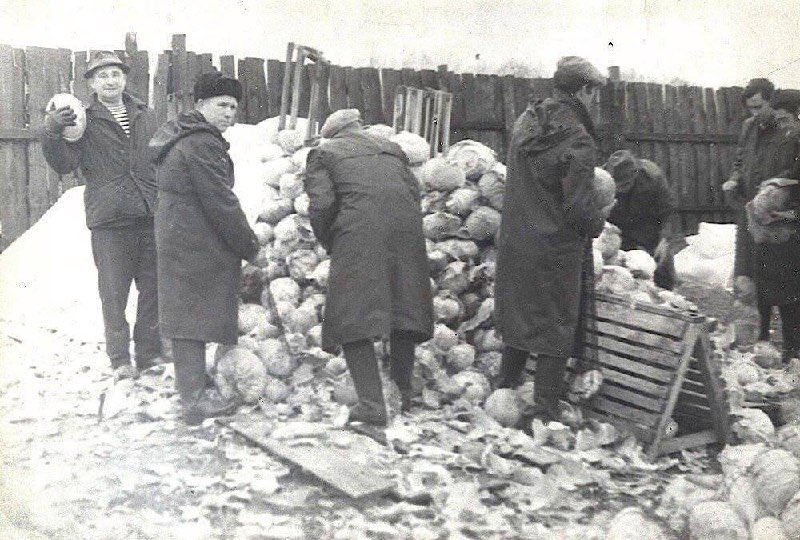 Просто замечательное фото. 1982 год, сотрудники московского НИИ сортируют гнилую капусту на овощебазе. Такая практика была обязательной для всех, включая профессоров и академиков.

Такую страну просрали проклятые либералы в девяностые годы!