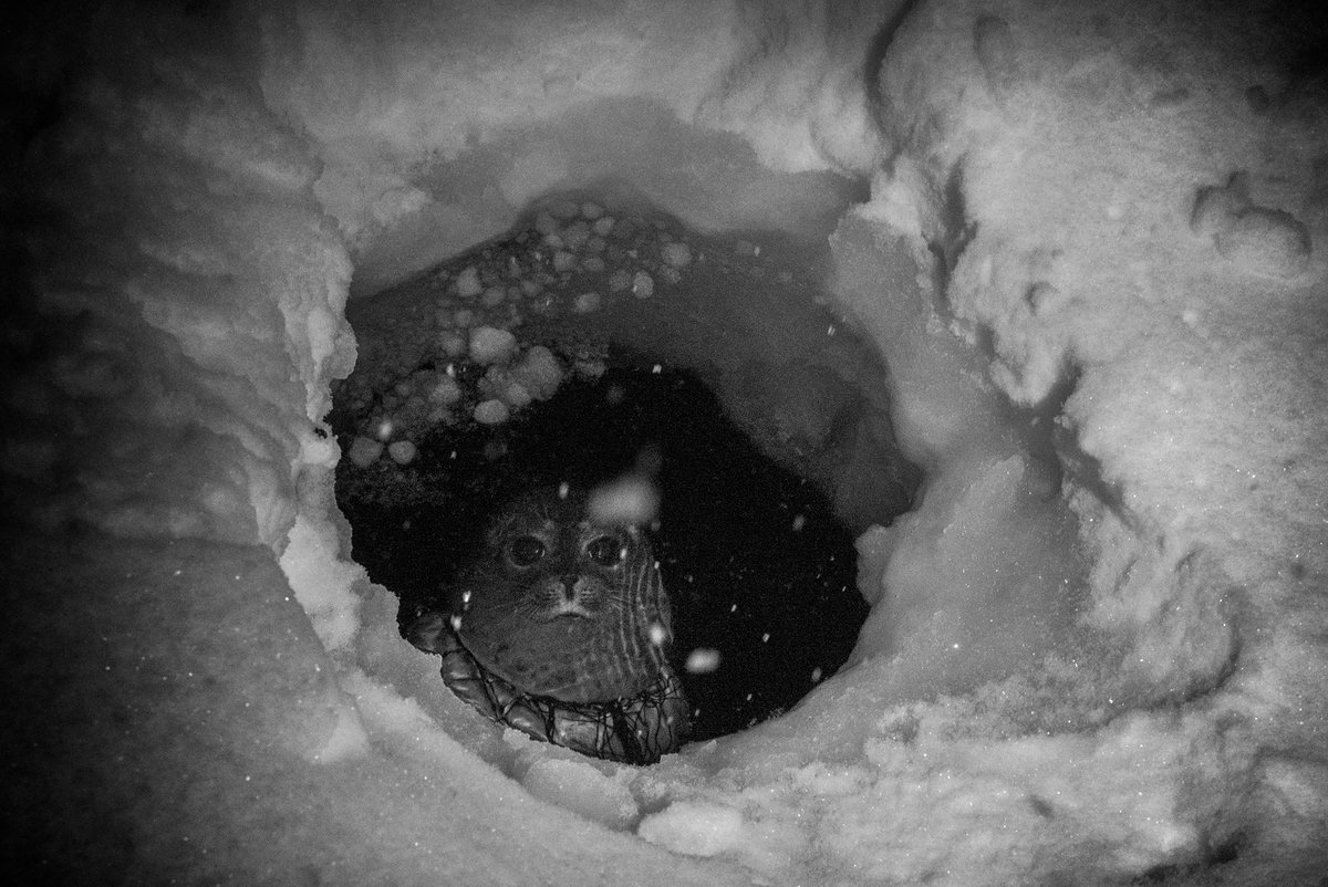 ragnaraxelsson1's tweet photo. The days are short, the nights endless. In the Arctic, people battle the unyielding forces of nature. The cold spares nothing. For over a thousand years, this has been a life of endurance and quiet heroism. https://t.co/bz6scH5cS8