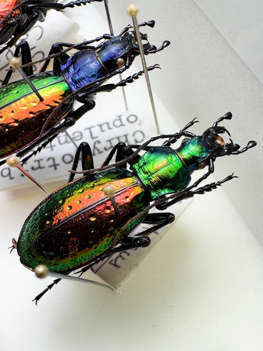 【25mm】スプレンデンスコガネオサムシ 標本 きらめく甲虫 Carabus Keiki FUKUI 福井敬貴 on X: 