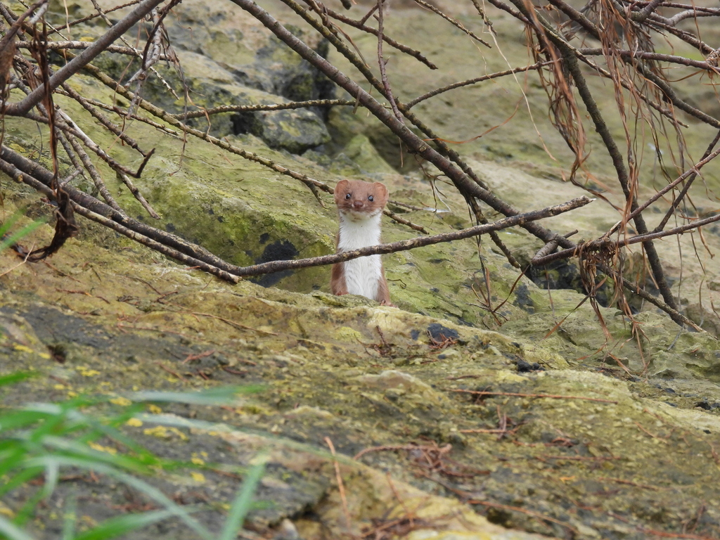 NatusferaEs (@natusferaes) on Twitter photo Víctor Alonso y este armiño (𝑀𝑢𝑠𝑡𝑒𝑙𝑎 𝑛𝑖𝑣𝑎𝑙𝑖𝑠) se encontraron en Cantabria el viernes pasado:
🟢spain.inaturalist.org/observations/2…
📸#observacióndelasemana <a href="/inaturalist/">iNaturalist</a> Víctor Alonso y este armiño (𝑀𝑢𝑠𝑡𝑒𝑙𝑎 𝑛𝑖𝑣𝑎𝑙𝑖𝑠) se encontraron en Cantabria el viernes pasado:
🟢spain.inaturalist.org/observations/2…
📸#observacióndelasemana <a href="/inaturalist/">iNaturalist</a>