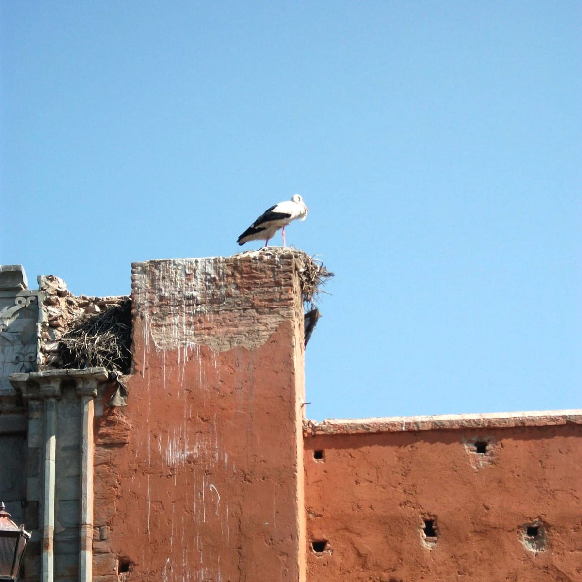 DailyPicTheme2's tweet photo. Tuesday, 17th December
Today's Daily Picture Theme is 'Nest'
RT or reply with your own photo
Tomorrow's theme will be 'Open'
#DailyPictureTheme
Lots of stork #nests to be seen in Marrakech https://t.co/0k9jcC6411