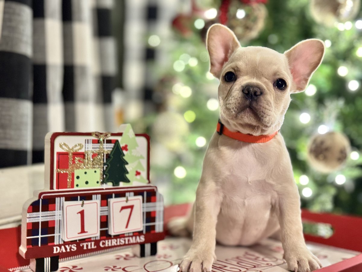 AmberNTelfor's tweet photo. Love puppy session this time of year! https://t.co/id0b6b0oXN