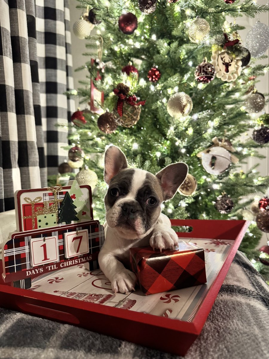 AmberNTelfor's tweet photo. Love puppy session this time of year! https://t.co/id0b6b0oXN