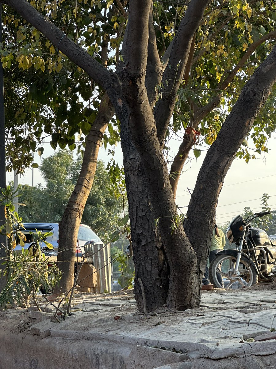 shishupaul02's tweet image. Like to kill #Greentree pls visit #Chandigarh @MCChandigarh @chandigarh_admn @DEFCCOfficial #news #chandigarhnews