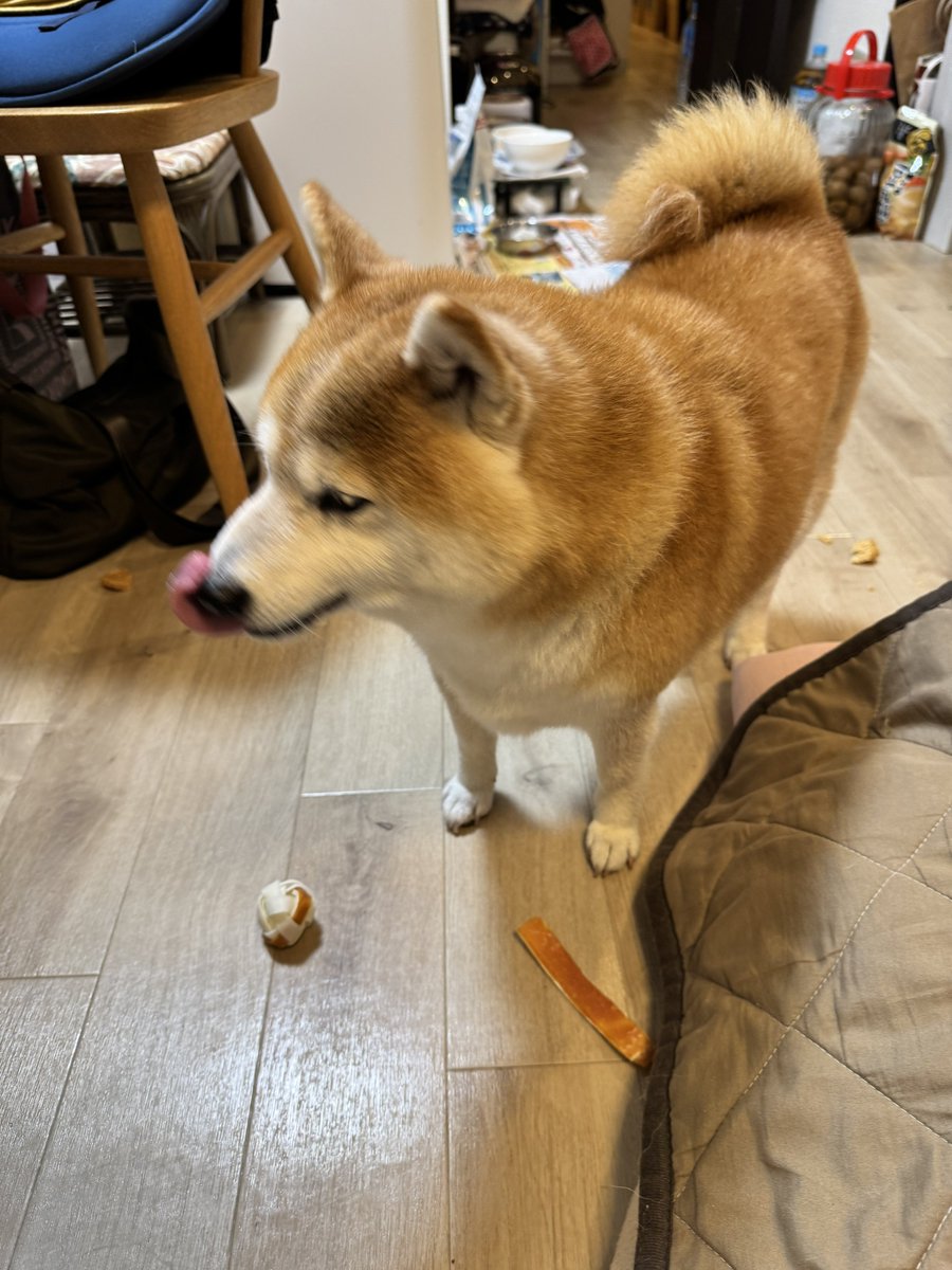cha_kosan's tweet photo. ちゃーこさん、お元気です
（老婆なのでのほほんとしてる👵） https://t.co/27ux1J9lBv