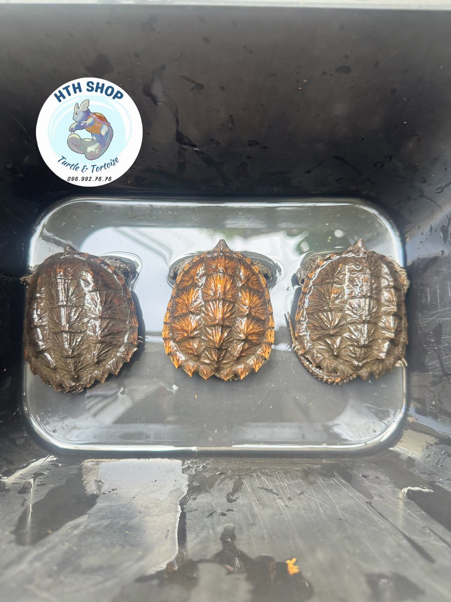 hthshop91's tweet photo. Com s9+
420k/bé
750k/cặp
#hthshop #thucung #rua #commonsnappingturtle #ruacasau https://t.co/hCFHqwzSYo