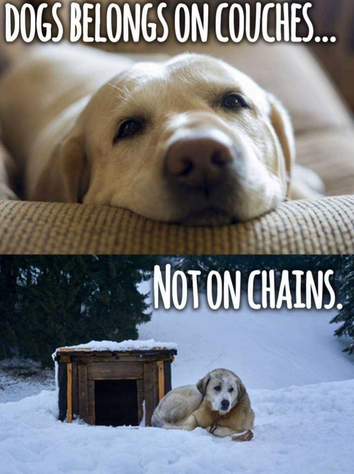 Dog Lovers (@doglovers03) on Twitter photo 