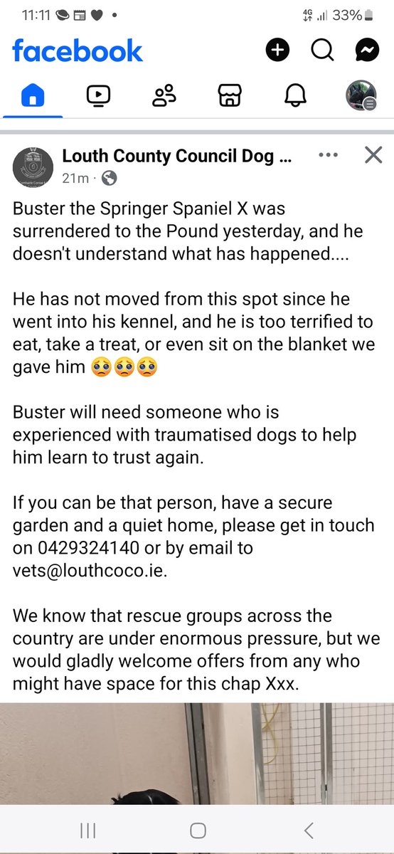 catlowry54's tweet image. Poor #Buster is traumatised after being surrendered &amp;amp; see that spot he hasn&apos;t left it because he believes if he stays right there his family will find him. They aren&apos;t coming back so can we cast out that #XNet to find him someone who can help him with his grief. #pounddogs