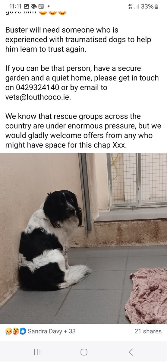 catlowry54's tweet image. Poor #Buster is traumatised after being surrendered &amp;amp; see that spot he hasn&apos;t left it because he believes if he stays right there his family will find him. They aren&apos;t coming back so can we cast out that #XNet to find him someone who can help him with his grief. #pounddogs