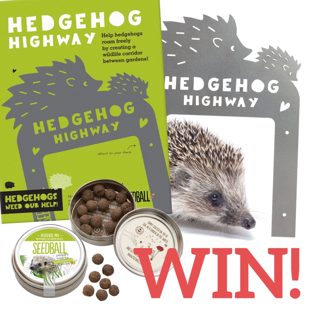 seed_ball's tweet photo. 🦔⛄⭐ HEDGEHOG HAVEN GIVEAWAY! 🦔⛄⭐
A super hedgehog highway and tin of PTES wildflowers to attract the insects hedgehogs love.
To enter:
🦔 LIKE &amp; RETWEET
☃️ Closes: midnight Sunday 15th Dec 2024 
Good Luck!!!
 🥰
#SeedballFridayGiveaway https://t.co/SvT4mqcZqC