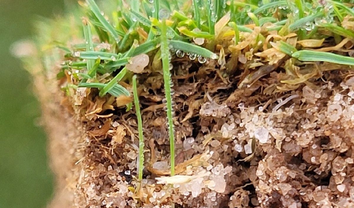 Secalflor tweet media