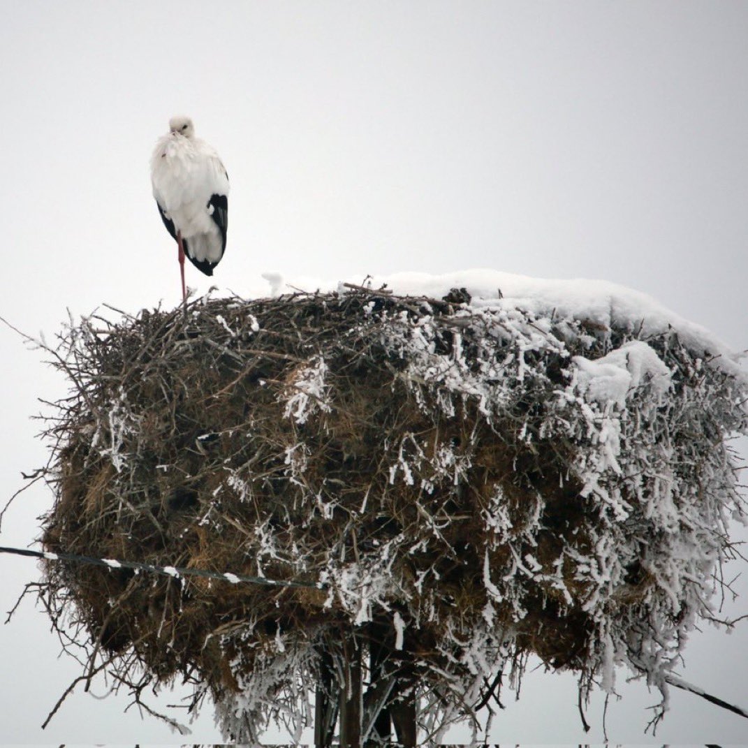 Bitlis'te yalnız bir leylek, hevesi olmadığı için göç etmedi.

#SONDAKİKA #Syria #stockmarketcrash #Russia