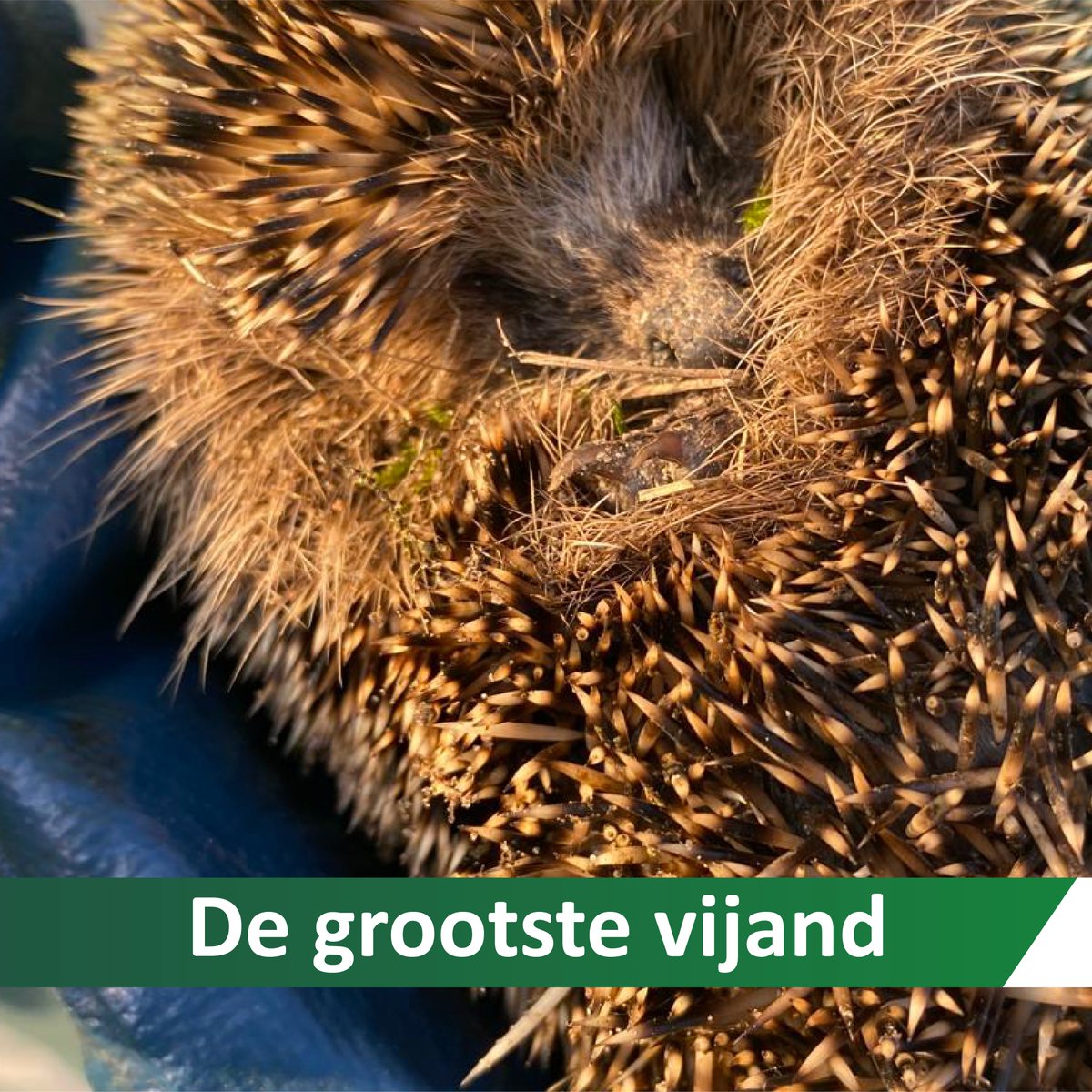 Een mooi afweermechanisme al die (ong. 7000) stekels. Helaas helpen die niet tegen zijn grootste vijand: de mens. Verstedelijking, landbouwgif, verkeer.. Hoe kun jij de egel helpen: dierenambulance-amsterdam.nl/dienstverlenin…