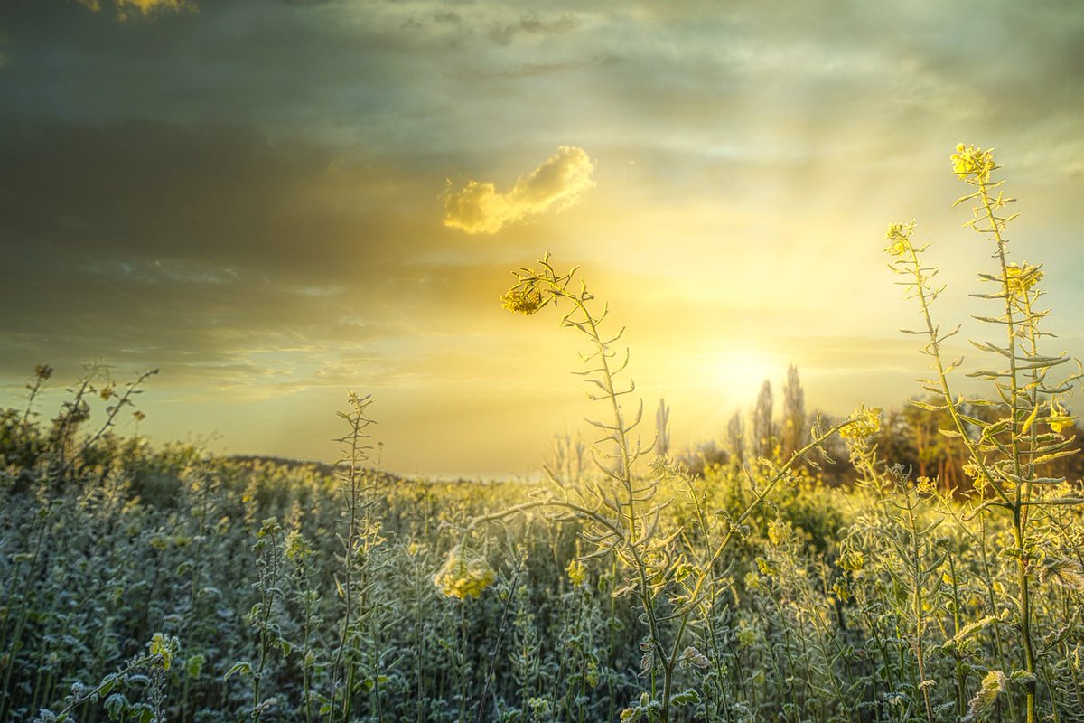 CanadaOilseeds's tweet photo. DYK Eastern Canada accounts for 14% of seeded acres of oilseeds &amp; 22% of total production. #ECODA is fundamental in fostering innovation and market opportunities in the oilseed supply chain: https://t.co/L3kdXaRnEj #agresearch https://t.co/C3ZT6pageQ