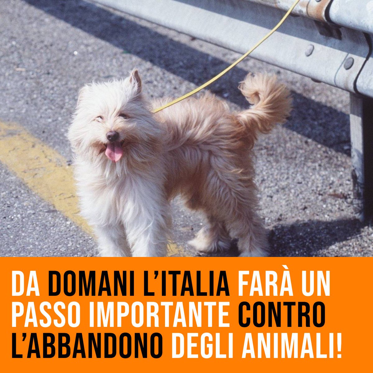 LAV_Italia's tweet photo. Nuovo Codice della Strada in vigore da domani: pene fino a 7 anni per chi abbandona animali! Una modifica importante, fortemente voluta da noi di #LAV, per ottenere punizioni adeguate alla gravità di questo reato. Maggiori info qui👇https://t.co/XtpHkkjsBt https://t.co/ur3SHDzEkl