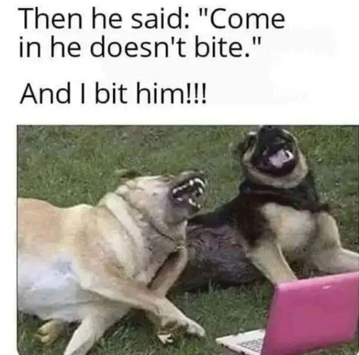 wetweetsfunny's tweet photo. Naughty dogs! #dogs https://t.co/SbeVsrQWHf