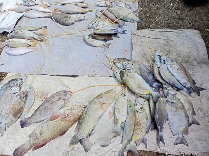 maya_warayaan's tweet photo. Kamis(12/12), Maria M.Warayaan Luhkan Kab. Maluku Tenggara, Melaporkan hasil tangkapan Bpk.  KUB Lusweed Desa Weduar Feer Kec. Kei Besar Selatan Barat ikan  sebanyak 16 kg dgn harga Rp.30.000/kg
#GiatluhkanSatminkalAmbon 
#Luhlapor
@BP3_Ambon
@bppsdm_kp https://t.co/xpQElEhez7