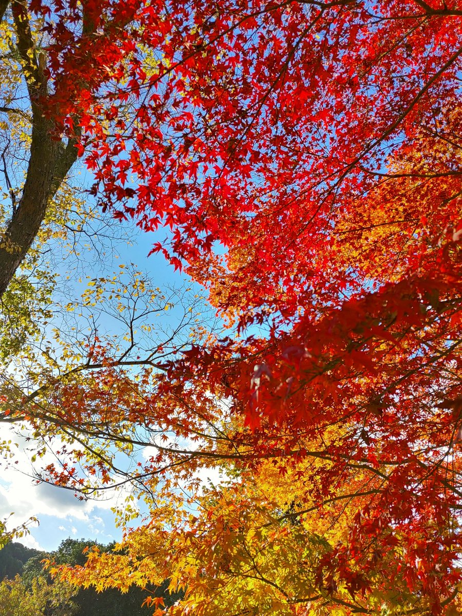 dommy925's tweet photo. フォゼちゃと紅葉🍁
#フォゼ尾といっしょ https://t.co/pjpcLbnBEK